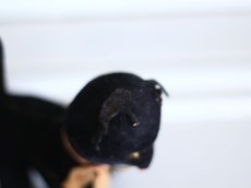 画像9: Rare Cute!! French Black Cat //France (9)
