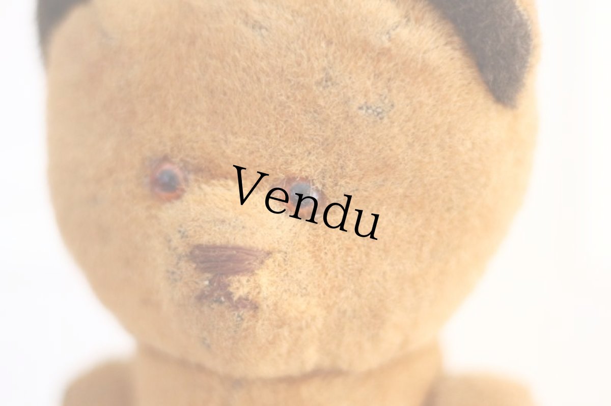 画像3: French Bear /France (3)