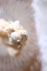 画像6: mini mini mignonette /3in /Germany (6)