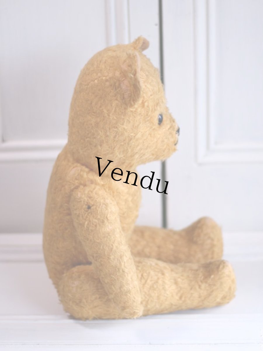 画像7: French Bear//19.5in//France (7)