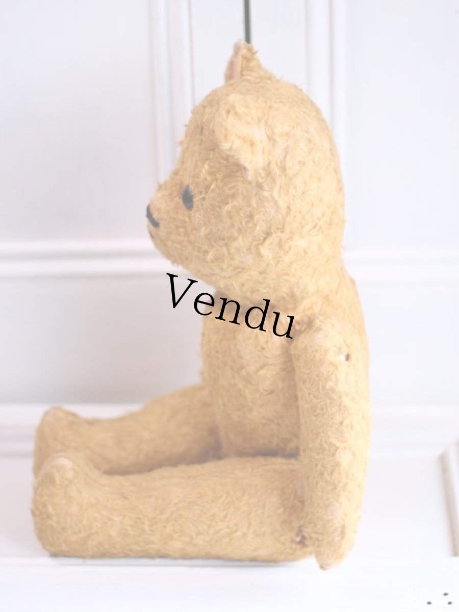 画像8: French Bear//19.5in//France (8)