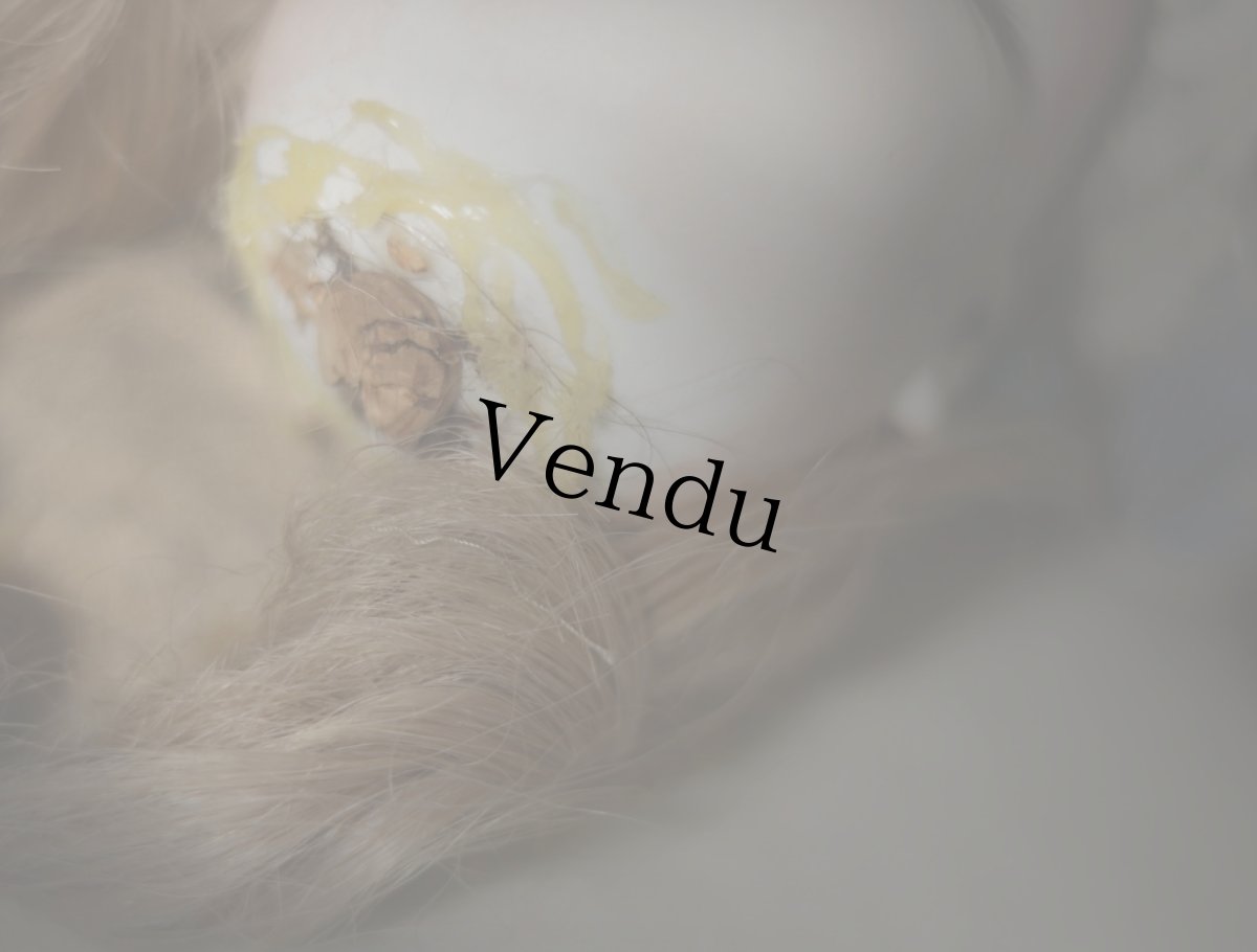 画像16: Gebruder Krauss / kid body doll /11in (16)