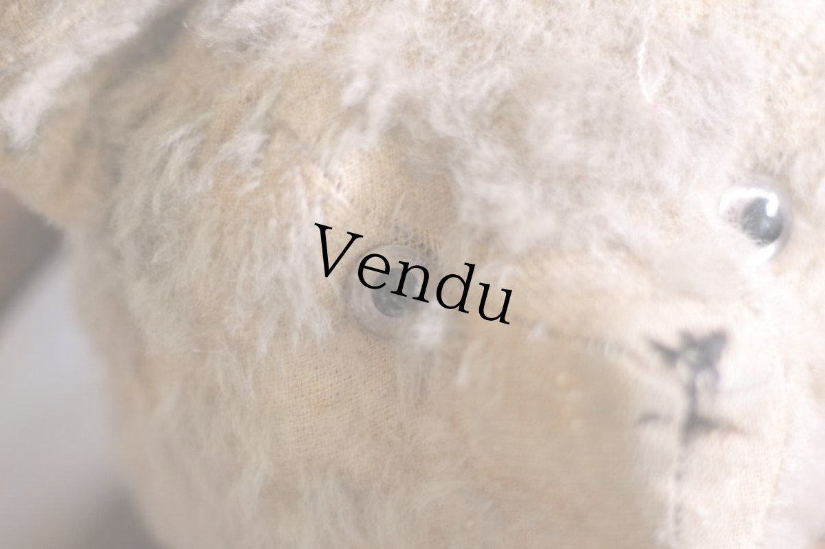 画像3: French Bear C // France (3)