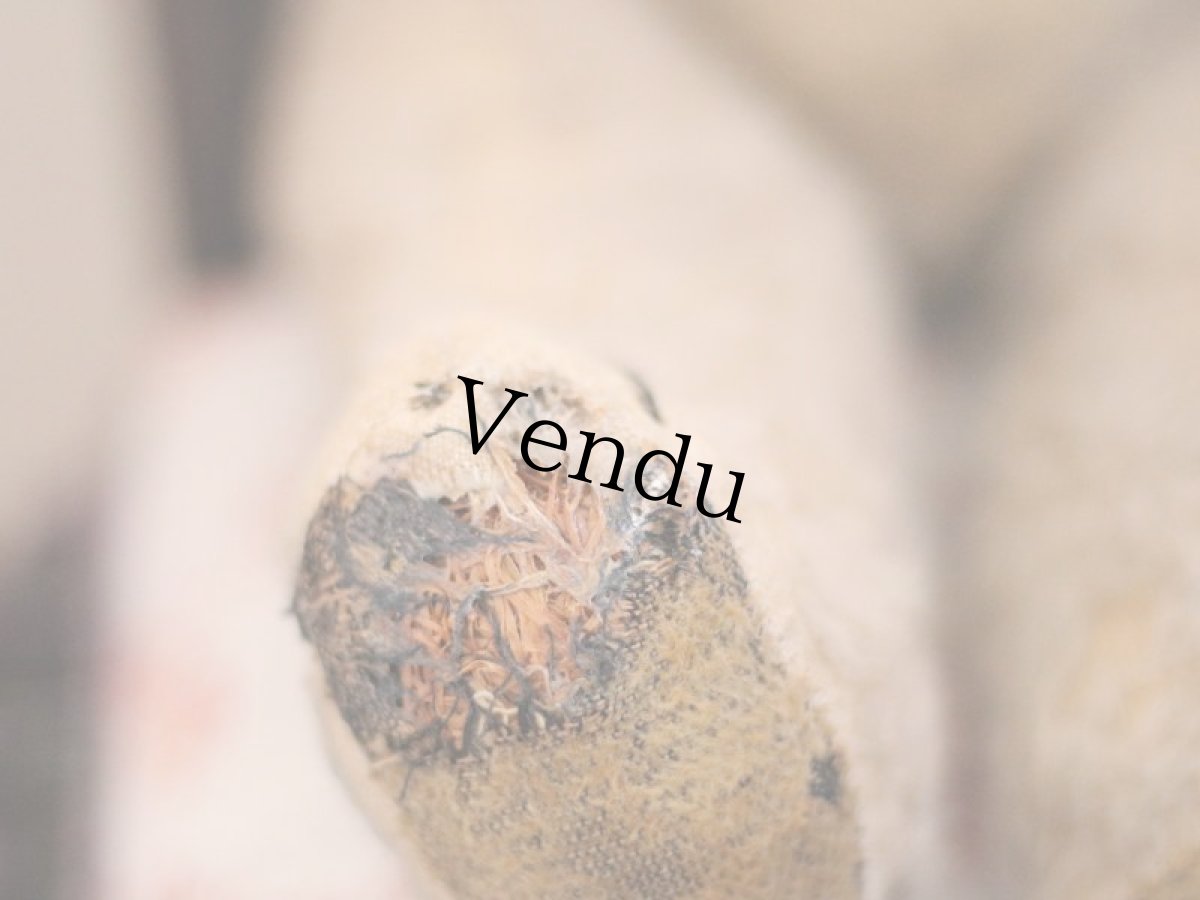 画像11: French Bear C // France (11)