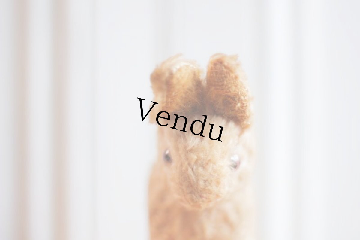 画像2: French lapin/France (2)