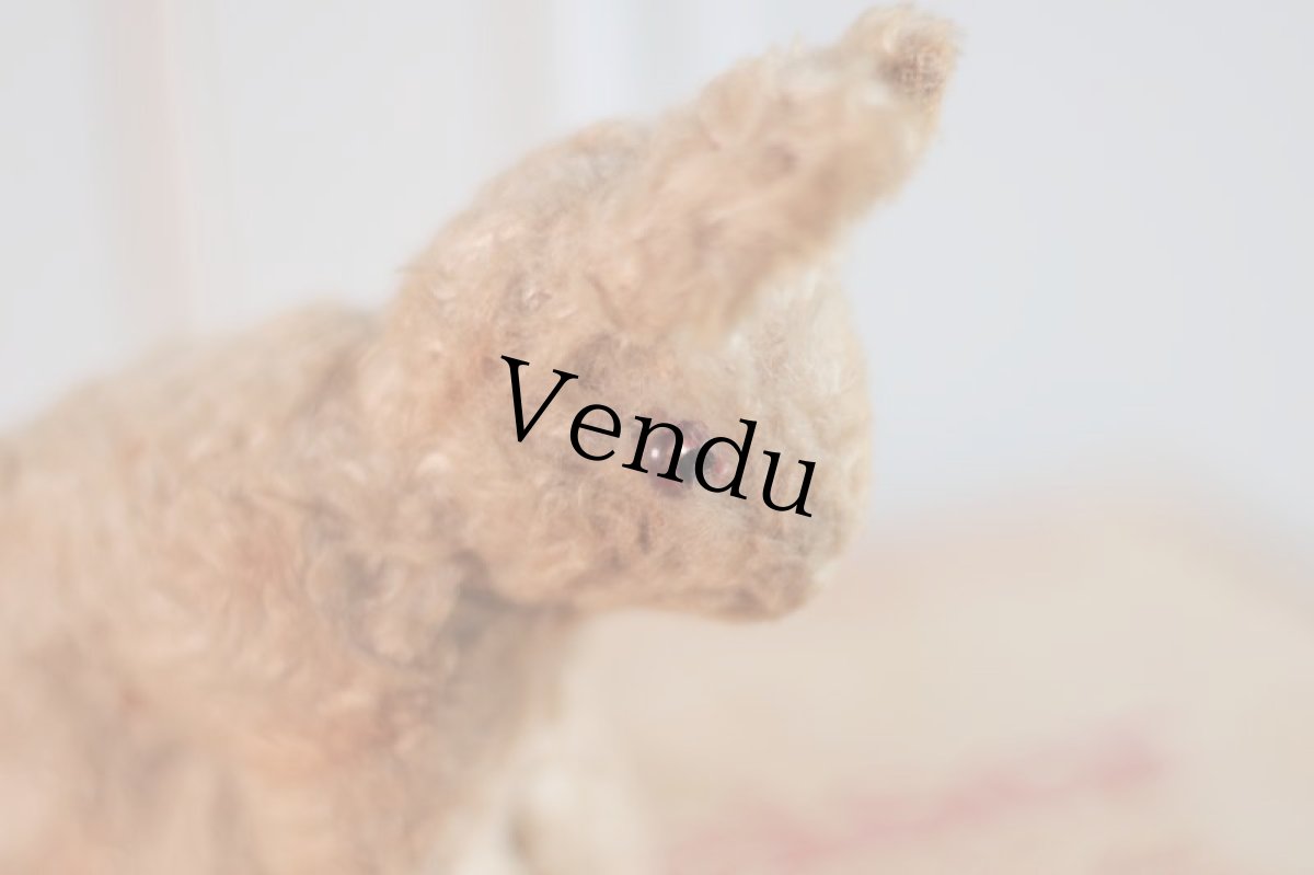 画像6: French lapin/France (6)