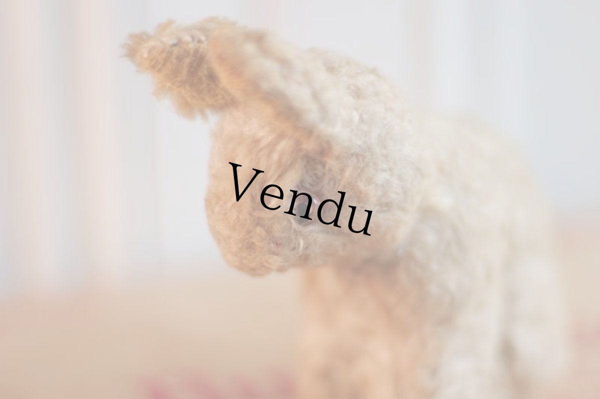 画像7: French lapin/France (7)