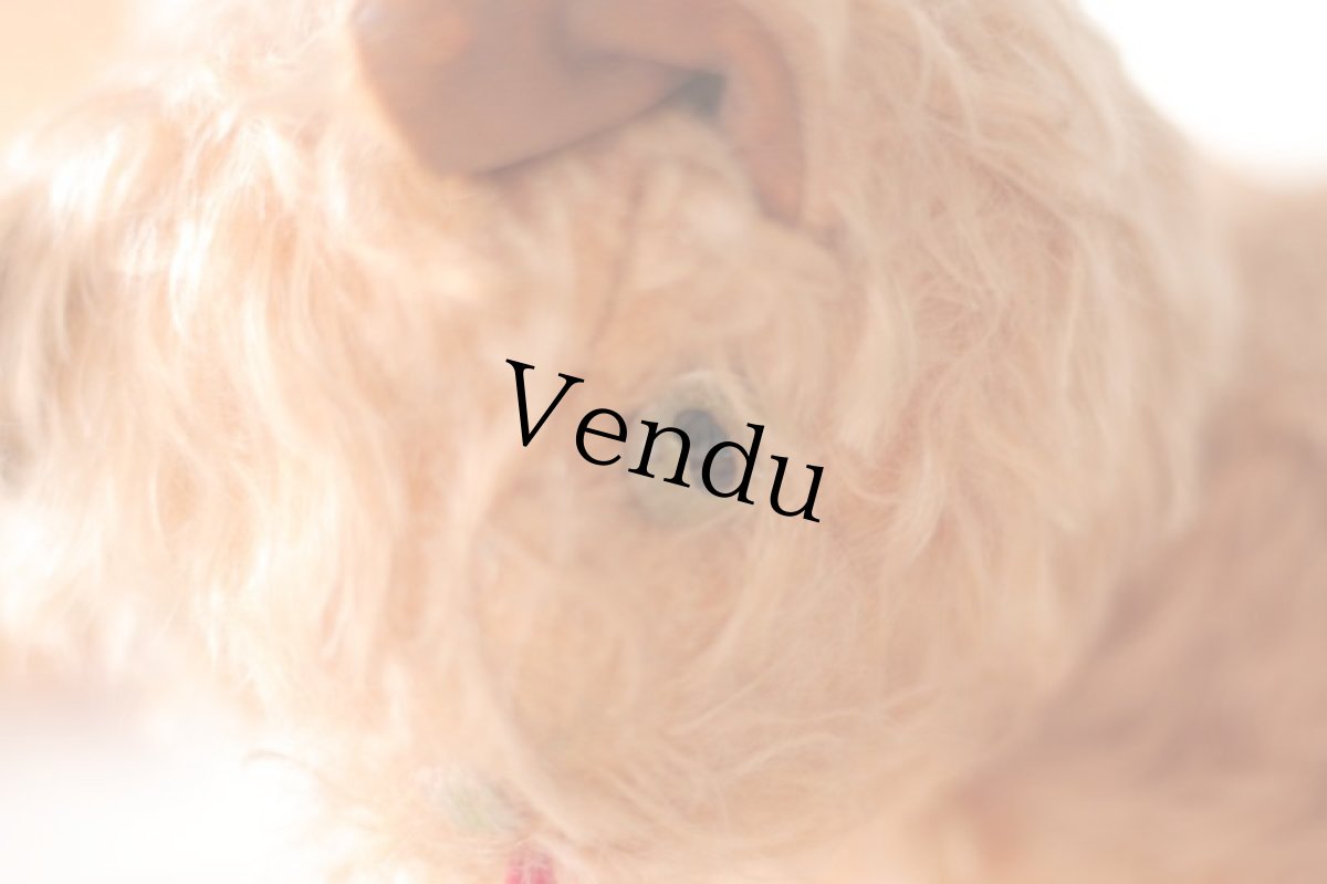 画像6: RARE!! J.P.M. 社 Cat//France/ (6)