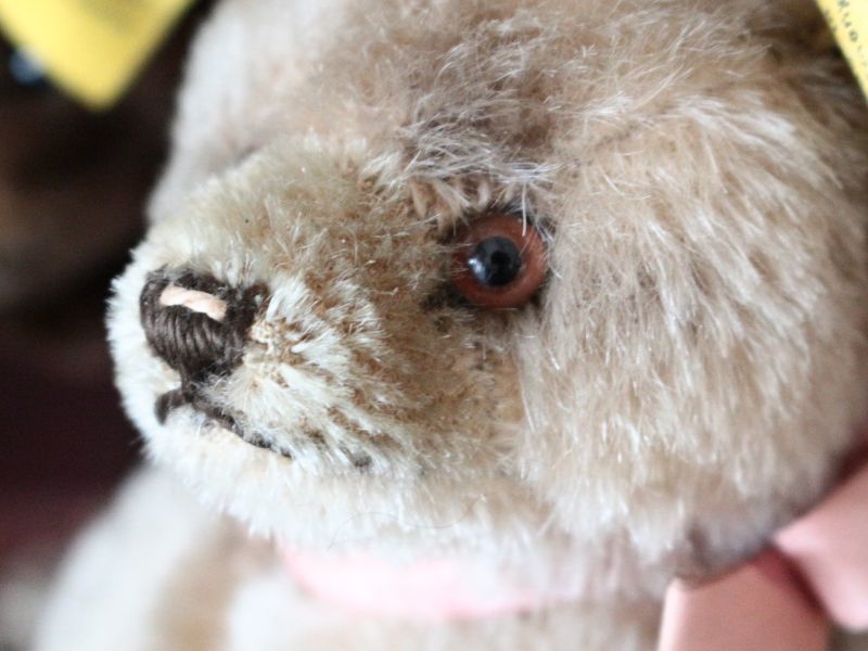Antique toricoTte RARE!! Antique Steiff Jackie Baby Bear
